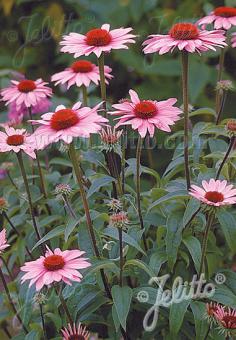 ECHINACEA purpurea  'Magnus' Seeds