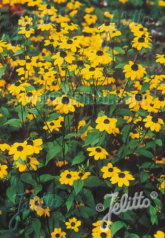 RUDBECKIA triloba   Portion(en)