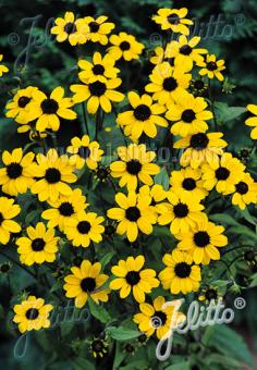 RUDBECKIA triloba  'Blackjack Gold' Portion(en)