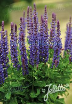 SALVIA nemorosa  'Blaukönigin' Portion(s)