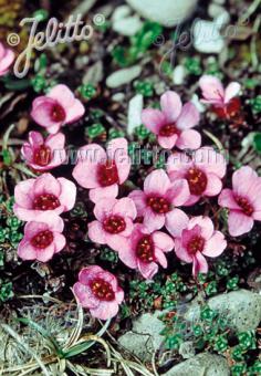 SAXIFRAGA oppositifolia   Portion(en)