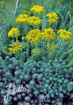 SEDUM forsterianum ssp. elegans  'Silver Stone' Portion(s)