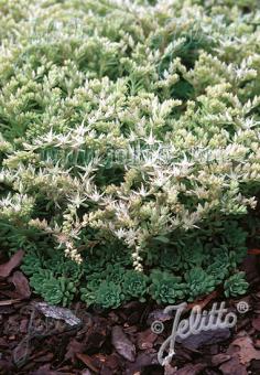 SEDUM glaucophyllum   Portion(s)