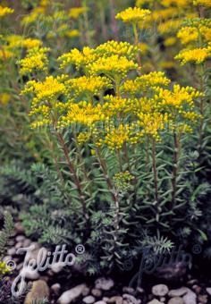 SEDUM reflexum   Portion(en)