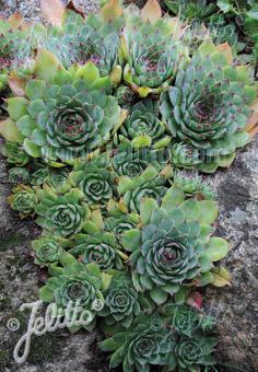 SEMPERVIVUM tectorum   Portion(en)