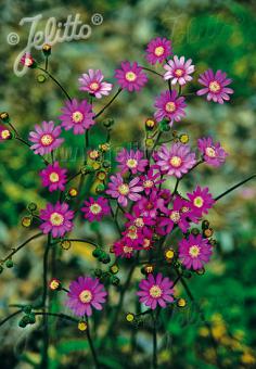 SENECIO polyodon   Portion(en)