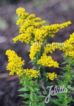 SOLIDAGO canadensis  'Little Miss Sunshine' Portion(en)