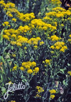 SOLIDAGO rigida   Portion(en)