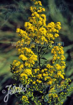 SOLIDAGO roanensis   Portion(s)