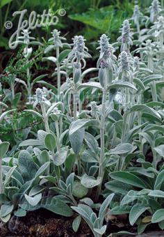 STACHYS byzantina   Portion(en)