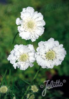 SCABIOSA caucasica  'Fama Weiß' Portion(en)