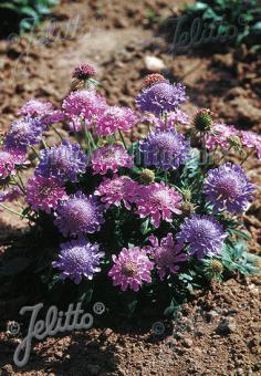 SCABIOSA columbaria f. nana  'Misty Butterflies' Portion(s)