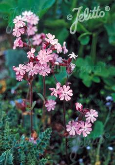 SILENE dioica   Portion(s)