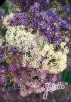 THALICTRUM aquilegiifolium   Portion(en)