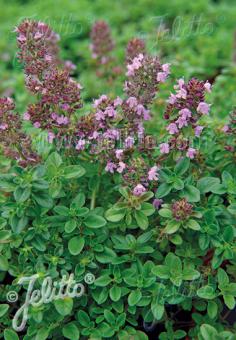 THYMUS serpyllum hort.   Portion(en)