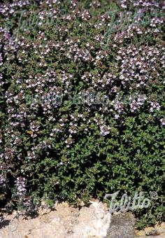 THYMUS vulgaris  'German Winter' Portion(en)