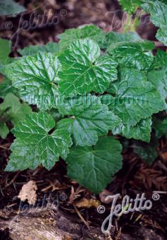 TOLMIEA menziesii   Portion(en)