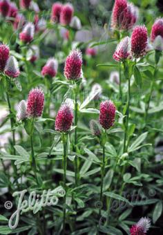 TRIFOLIUM rubens   Portion(en)