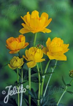 TROLLIUS chinensis  'Morning Sun' Portion(s)