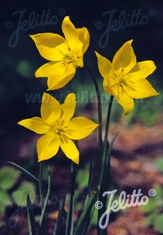 TULIPA sylvestris   Portion(s)