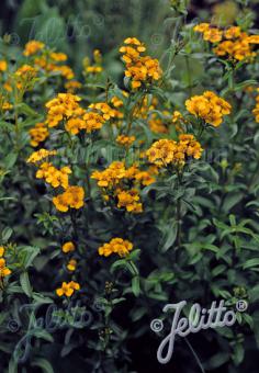 TAGETES lucida   Portion(s)