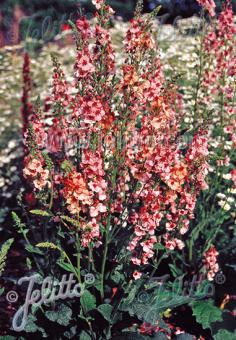 VERBASCUM hybridum  'Southern Charm' Portion(en)