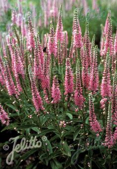 VERONICA longifolia  'Pink Shades' Portion(s)