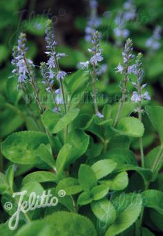 VERONICA officinalis   Portion(en)