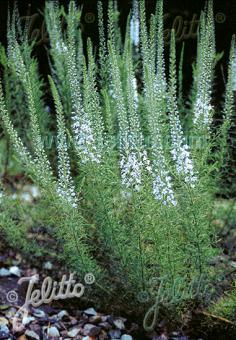 VERONICA pinnata  'Blue Feathers' Portion(s)