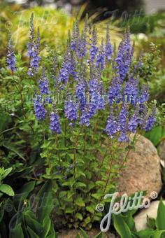 VERONICA teucrium  'Königsblau' Portion(en)