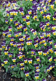 VIOLA cornuta  'Helen Mount' Portion(en)