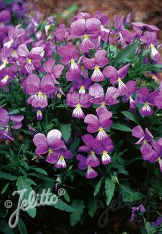 VIOLA corsica   Portion(s)