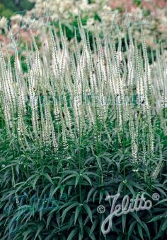 VERONICASTRUM virginicum f. albiflorum   Korn