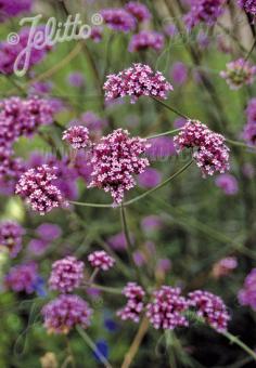 VERBENA bonariensis   Portion(en)