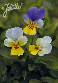 VIOLA tricolor   Portion(en)