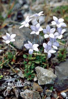 WAHLENBERGIA albomarginata   Portion(en)