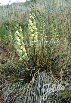 YUCCA glauca   Portion(en)