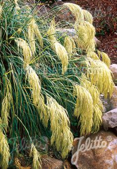 CHIONOCHLOA flavicans   Portion(s)