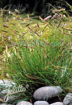 BOUTELOUA gracilis   Portion(s)