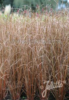 CAREX buchananii  'Firefox' Portion(en)