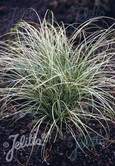 CAREX albula  'Frosted Curls' Portion(s)