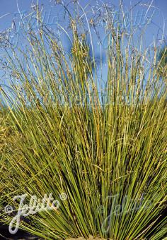 CAREX buchananii f. viridis  'Green Twist' Portion(s)