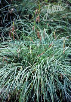 CAREX flacca   Portion(s)