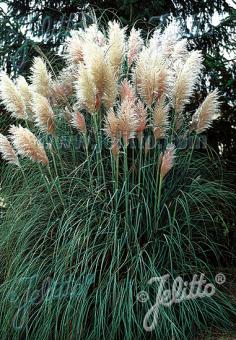 CORTADERIA selloana   Portion(en)