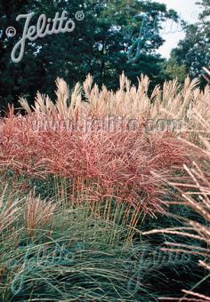 MISCANTHUS sinensis  'New Hybrids' Portion(s)
