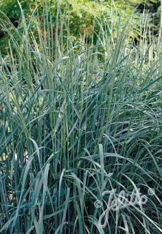 PANICUM amarum   Portion(en)