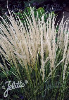 STIPA ichu   Portion(s)