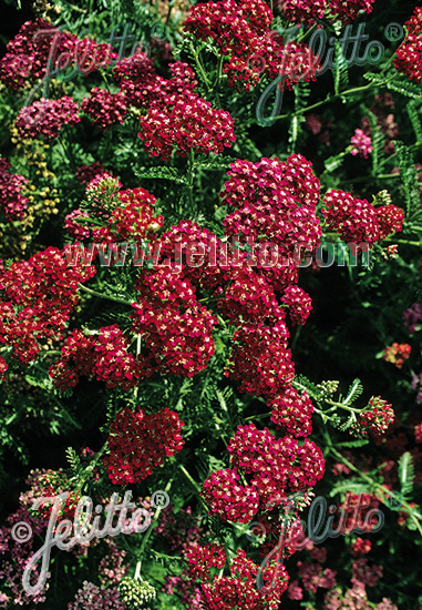 ACHILLEA millefolium  'Kirschkönigin' Portion(en)