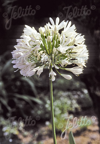 AGAPANTHUS umbellatus  'Albus' Portion(en)