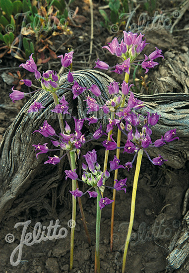 ALLIUM acuminatum   Portion(s)